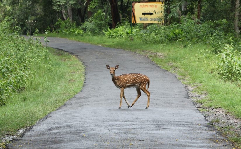 A deer in the middle of the road